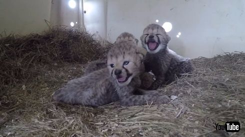 赤ちゃんチーター