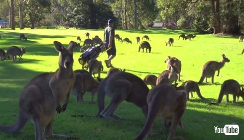 カンガルー「きもちの良い芝生ですね」ゴルファー「そうですね」　カンガルーに占拠されたオーストラリアのゴルフ場が壮観