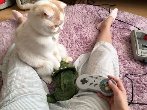 猫 座り方 人間 ホイップ