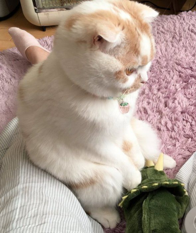 猫 座り方 人間 ホイップ