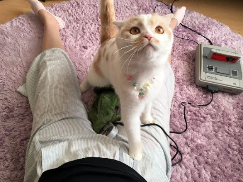 猫 座り方 人間 ホイップ