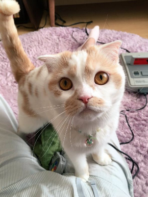 猫 座り方 人間 ホイップ