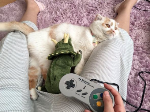 猫 座り方 人間 ホイップ