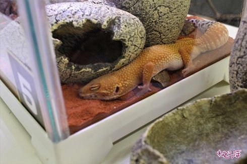 レプタイルワールド