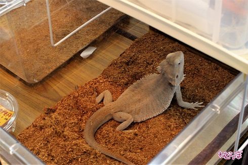 レプタイルワールド