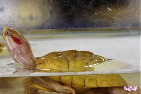 レプタイルワールド