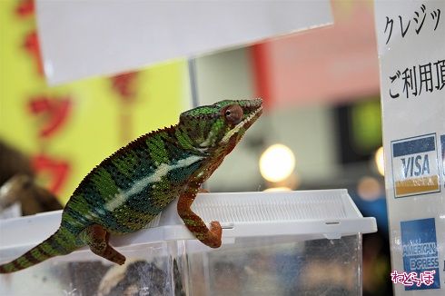 レプタイルワールド