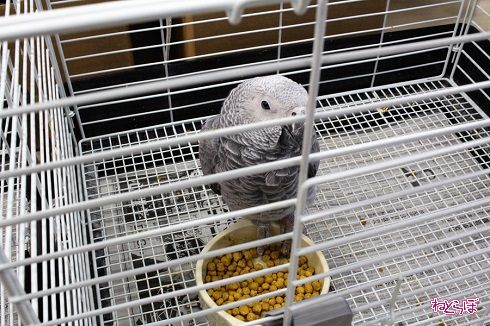 レプタイルワールド