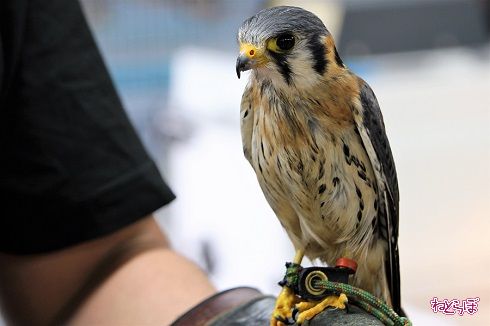 レプタイルワールド