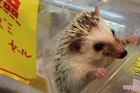 レプタイルワールド