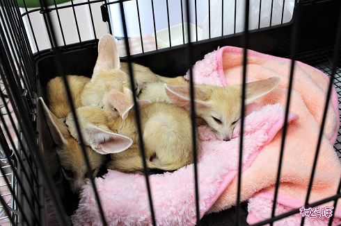 レプタイルワールド