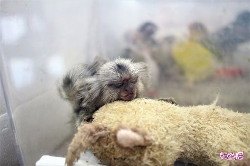 レプタイルワールド