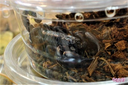 レプタイルワールド