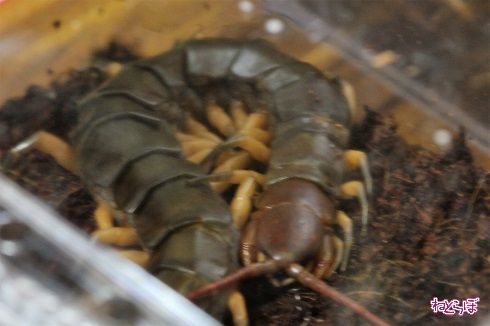 レプタイルワールド