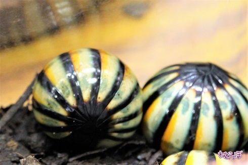 レプタイルワールド