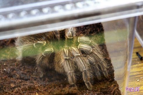 レプタイルワールド