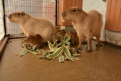 那須どうぶつ王国カピバラの赤ちゃん