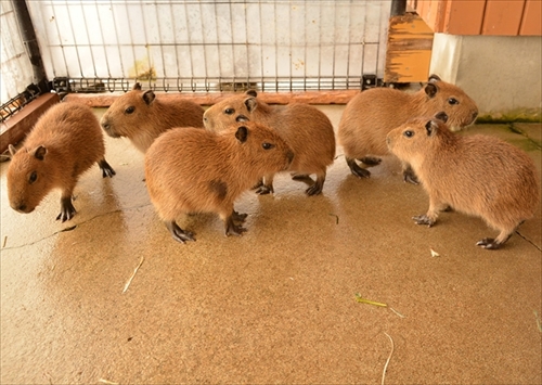 那須どうぶつ王国カピバラの赤ちゃん