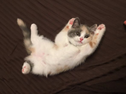 バンザイ あざとい 子猫