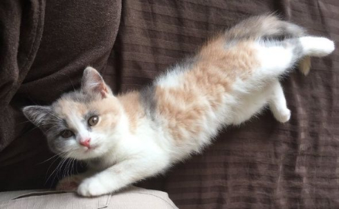 バンザイ あざとい 子猫