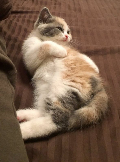 バンザイ あざとい 子猫