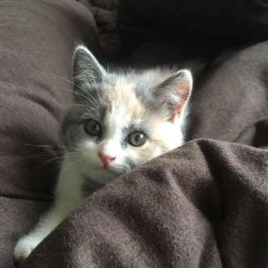 バンザイ あざとい 子猫