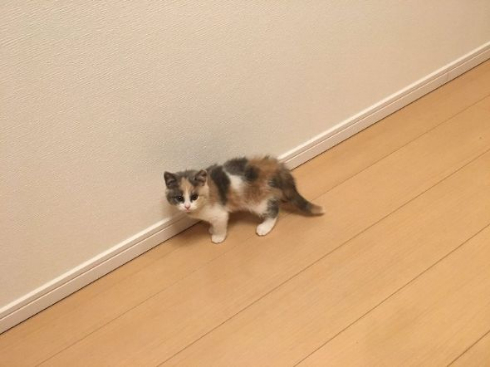 バンザイ あざとい 子猫
