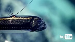 エビ 捕食 魚 ドラゴンフィッシュ