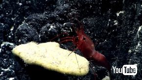 エビ 捕食 魚 ドラゴンフィッシュ