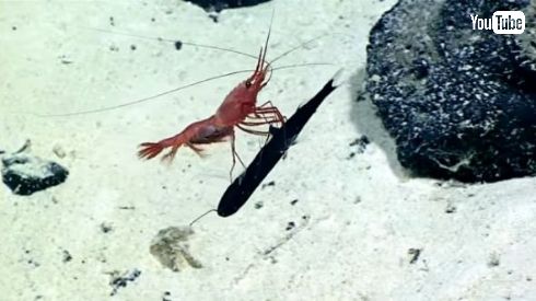 エビ 捕食 魚 ドラゴンフィッシュ