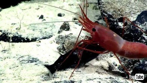 エビ 捕食 魚 ドラゴンフィッシュ