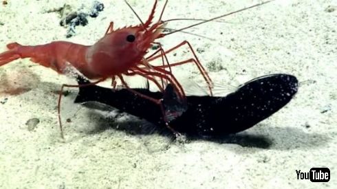 エビ 捕食 魚 ドラゴンフィッシュ