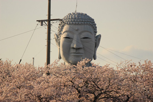 桜の上の大仏様