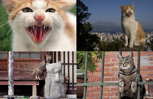 岩合光昭写真展