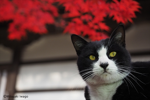 岩合光昭写真展