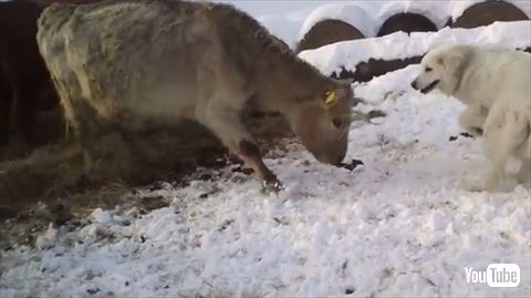 牛にかまってほしい犬