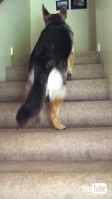 シェパードと子猫