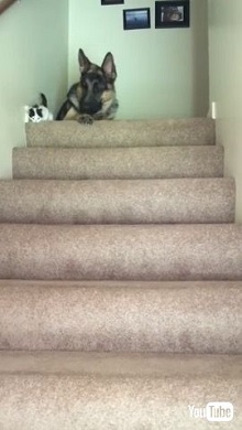 シェパードと子猫