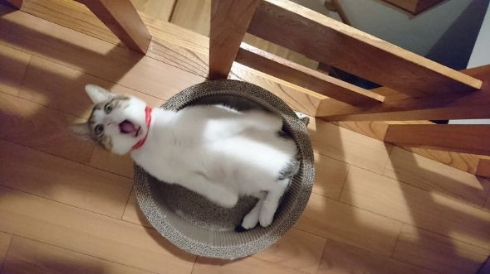 猫 謎 表情 ムンク 叫び