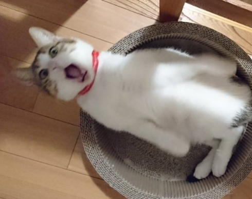 猫 謎 表情 ムンク 叫び