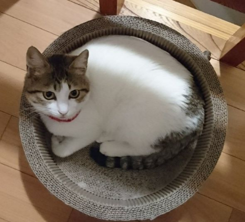 猫 謎 表情 ムンク 叫び