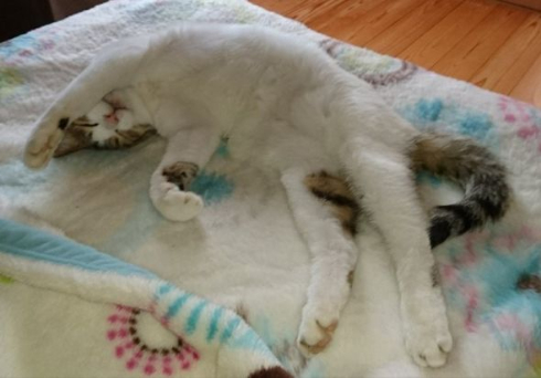 猫 謎 表情 ムンク 叫び