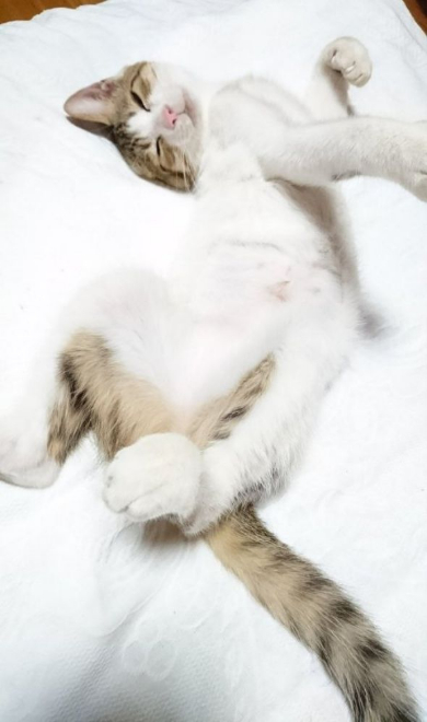 猫 謎 表情 ムンク 叫び