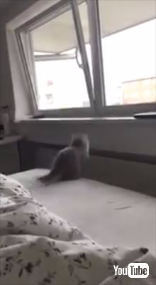 ジャンプする猫