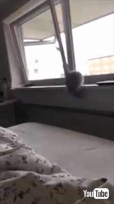 ジャンプする猫