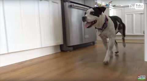 犬