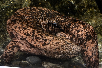 京都水族館オオサンショウウオ