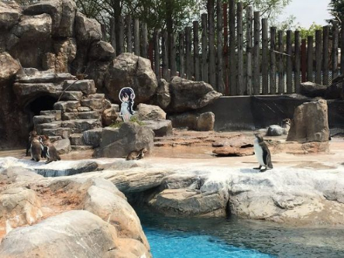 けものフレンズ 東武動物公園 コラボ マレーバク パネル 食べる