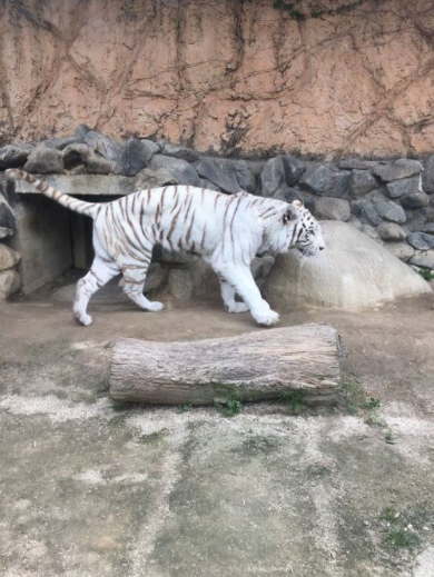 けものフレンズ 東武動物公園 コラボ マレーバク パネル 食べる