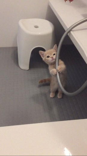 ホース つかむ 猫 ミルくん 大きく ビフォーアフター